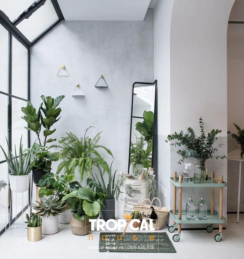 C&acirc;y xanh trong phong thủy thiết kế nội thất nh&agrave; phố